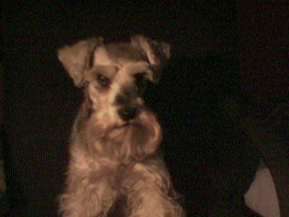 mydog.jpg